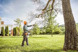 Professional Tree Care Services in Oneonta, NY